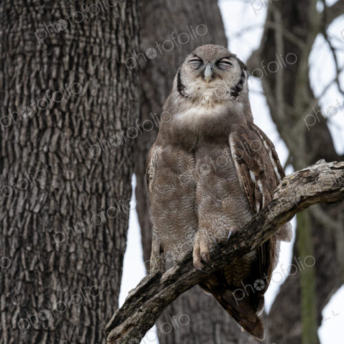 Verreauxs Eagle Owl, Bubo lacteus, in a tree.
